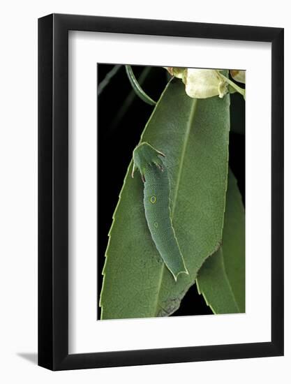 Charaxes Jasius (Two-Tailed Pasha) - Caterpillar on Strawberry Tree Leaf-Paul Starosta-Framed Photographic Print