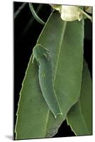 Charaxes Jasius (Two-Tailed Pasha) - Caterpillar on Strawberry Tree Leaf-Paul Starosta-Mounted Photographic Print