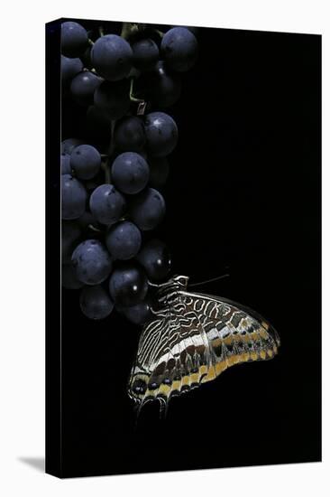 Charaxes Jasius (Two-Tailed Pasha) on Bunch of Grapes-Paul Starosta-Stretched Canvas