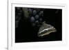 Charaxes Jasius (Two-Tailed Pasha) on Bunch of Grapes-Paul Starosta-Framed Photographic Print