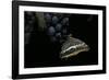 Charaxes Jasius (Two-Tailed Pasha) on Bunch of Grapes-Paul Starosta-Framed Photographic Print