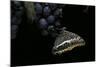 Charaxes Jasius (Two-Tailed Pasha) on Bunch of Grapes-Paul Starosta-Mounted Photographic Print