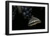 Charaxes Jasius (Two-Tailed Pasha) on Bunch of Grapes-Paul Starosta-Framed Photographic Print