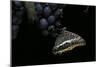 Charaxes Jasius (Two-Tailed Pasha) on Bunch of Grapes-Paul Starosta-Mounted Photographic Print