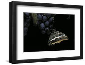 Charaxes Jasius (Two-Tailed Pasha) on Bunch of Grapes-Paul Starosta-Framed Photographic Print