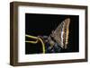 Charaxes Jasius (Two-Tailed Pasha) on Bunch of Grapes-Paul Starosta-Framed Photographic Print