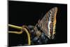 Charaxes Jasius (Two-Tailed Pasha) on Bunch of Grapes-Paul Starosta-Mounted Photographic Print