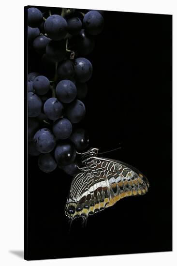 Charaxes Jasius (Two-Tailed Pasha) on Bunch of Grapes-Paul Starosta-Stretched Canvas