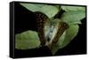 Charaxes Varanes (Pearl Emperor, Pearl Charaxes)-Paul Starosta-Framed Stretched Canvas