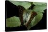 Charaxes Varanes (Pearl Emperor, Pearl Charaxes)-Paul Starosta-Stretched Canvas