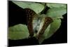 Charaxes Varanes (Pearl Emperor, Pearl Charaxes)-Paul Starosta-Mounted Photographic Print