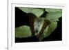 Charaxes Varanes (Pearl Emperor, Pearl Charaxes)-Paul Starosta-Framed Photographic Print