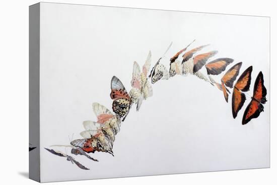 Charaxes zingha flight pattern, 2016-Odile Kidd-Stretched Canvas