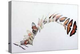 Charaxes zingha flight pattern, 2016-Odile Kidd-Stretched Canvas