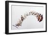 Charaxes zingha flight pattern, 2016-Odile Kidd-Framed Giclee Print