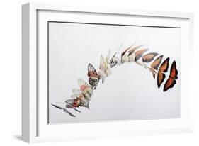 Charaxes zingha flight pattern, 2016-Odile Kidd-Framed Giclee Print