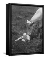 Charclais Mother Nuzzling Her Calf-Nina Leen-Framed Stretched Canvas