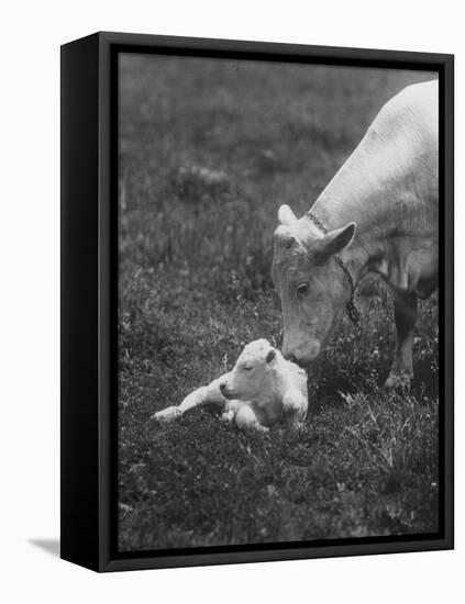 Charclais Mother Nuzzling Her Calf-Nina Leen-Framed Stretched Canvas