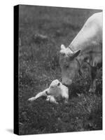 Charclais Mother Nuzzling Her Calf-Nina Leen-Stretched Canvas