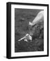 Charclais Mother Nuzzling Her Calf-Nina Leen-Framed Photographic Print