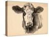 Charcoal Cow I-Jennifer Parker-Stretched Canvas