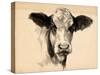 Charcoal Cow II-Jennifer Parker-Stretched Canvas