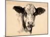 Charcoal Cow II-Jennifer Parker-Mounted Art Print