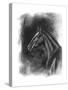 Charcoal Equestrian Portrait II-Naomi McCavitt-Stretched Canvas