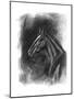 Charcoal Equestrian Portrait II-Naomi McCavitt-Mounted Art Print