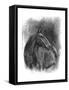 Charcoal Equestrian Portrait III-Naomi McCavitt-Framed Stretched Canvas