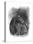 Charcoal Equestrian Portrait III-Naomi McCavitt-Stretched Canvas