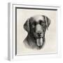 Charcoal Labrador I-Grace Popp-Framed Art Print