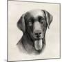 Charcoal Labrador I-Grace Popp-Mounted Art Print