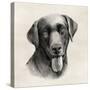 Charcoal Labrador I-Grace Popp-Stretched Canvas