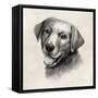 Charcoal Labrador II-Grace Popp-Framed Stretched Canvas