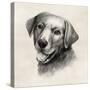 Charcoal Labrador II-Grace Popp-Stretched Canvas