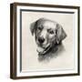 Charcoal Labrador II-Grace Popp-Framed Art Print