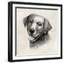 Charcoal Labrador II-Grace Popp-Framed Art Print