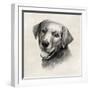 Charcoal Labrador II-Grace Popp-Framed Art Print