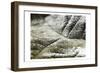 Charcoal Leaves-Milli Villa-Framed Art Print