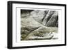 Charcoal Leaves-Milli Villa-Framed Art Print