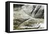 Charcoal Leaves-Milli Villa-Framed Stretched Canvas