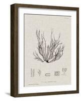 Charcoal & Linen Seaweed I-Henry Bradbury-Framed Art Print