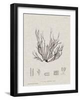 Charcoal & Linen Seaweed I-Henry Bradbury-Framed Art Print