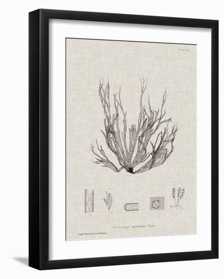 Charcoal & Linen Seaweed I-Henry Bradbury-Framed Art Print