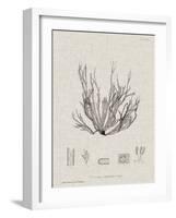 Charcoal & Linen Seaweed I-Henry Bradbury-Framed Art Print