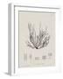 Charcoal & Linen Seaweed I-Henry Bradbury-Framed Art Print