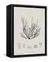 Charcoal & Linen Seaweed I-Henry Bradbury-Framed Stretched Canvas