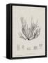 Charcoal & Linen Seaweed I-Henry Bradbury-Framed Stretched Canvas