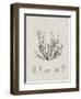 Charcoal & Linen Seaweed I-Henry Bradbury-Framed Art Print